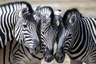 Burchell's zebra (Equus quagga burchellii), animal portrait, three cuddles, Etosha National Park,