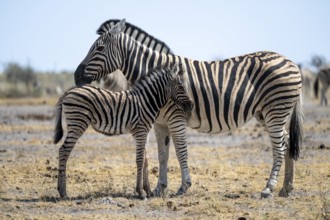 Burchell's zebra (Equus quagga burchellii) with young animal, Etosha National Park, Namibia