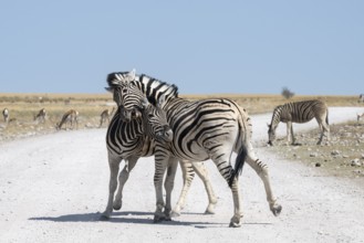Male Burchell's zebra (Equus quagga burchellii) fighting, Etosha National Park, Namibia
