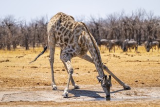 Angola giraffe (Giraffa giraffa angolensis), giraffe drinking at a waterhole, Etosha National Park,