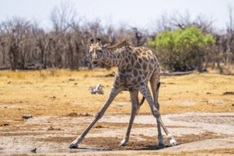 Funny, water flies through the air while drinking, Angola giraffe (Giraffa giraffa angolensis),
