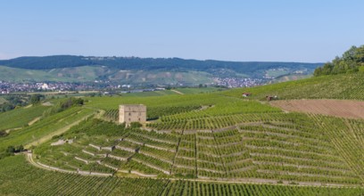 Green terraced vineyards with a building on top of the hill, Y-Burg, Stetten im Remstal,