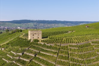 Close-up of a building surrounded by green vineyard terraces, Y-Burg, Stetten im Remstal,