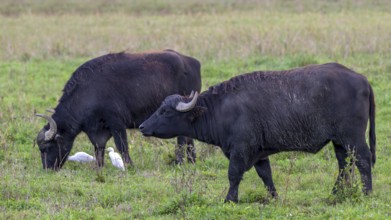 Water buffalo (Bubalus arnee) and cow heron (Ardea ibis, synonym: Bubulcus ibis), Naturquartier