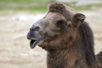 Trampelus (Camelus bactrianus), Tierwelt Herberstein, Herberstein, Styria, Austria