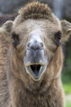 Trampelus (Camelus bactrianus), Tierwelt Herberstein, Herberstein, Styria, Austria