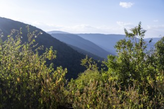 Forest on the hills on the crater rim in the evening light, Ngorongoro Crater, Ngorongoro