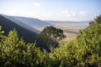 View from the crater rim over Ngorongoro Crater, candelabra tree (Euphorbia candelabrum), in the