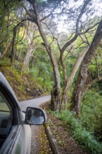 View from the car window, road through dense forest on the crater rim of the Ngorongoro Crater, in