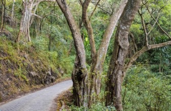 Road through dense forest on the crater rim of Ngorongoro Crater, in the evening light, Ngorongoro