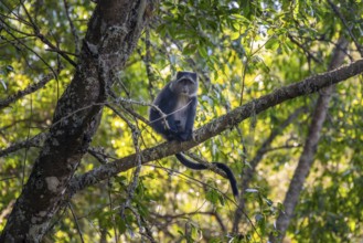 Diadem sea cat (Cercopithecus mitis) sitting on a branch in the forest, Ngorongoro Crater,