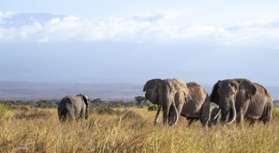 African elephants (Loxodonta africana) in picturesque landscape with the summit of Mount