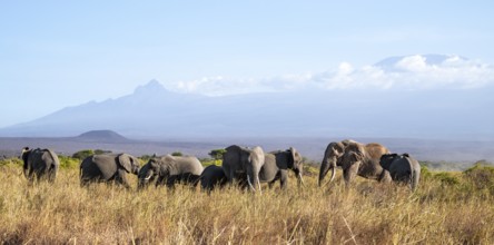 Group of elephants with young animals, African elephants (Loxodonta africana) in picturesque