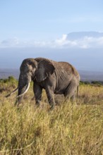 African elephant (Loxodonta africana) in picturesque landscape with the summit of Mount