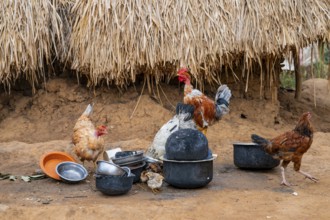 Chickens in a traditional village, clay huts, Sadaani, Tanzania