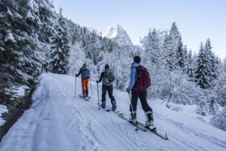 Ski tourers climbing to Längenfelderkopf, view of snow-covered forest and Waxenstein summit, in