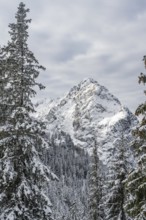 View of snowy forest and Waxenstein summit, in winter, Wetterstein Mountains,