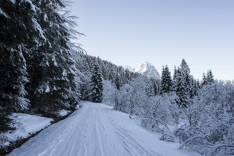 View of hiking trail in snowy forest and Waxenstein summit, in winter, Wetterstein Mountains,