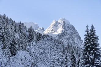View of snowy forest and Waxenstein summit, in winter, Wetterstein Mountains,