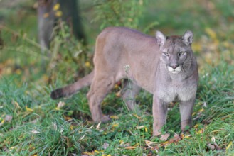 A male cougar (Puma concolor) stands in tall grass in a forest, looking around. W USA, S Canada,