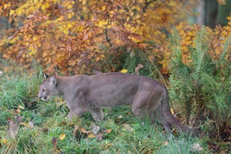 A male cougar (Puma concolor) runs through tall grass in a forest bathed in autumnal colors. W USA,