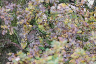 A female cougar (Puma concolor) rests hidden by leaves on a big branch high up in an oak tree. W
