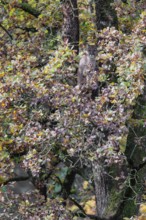 A female cougar (Puma concolor) rests hidden by leaves on a big branch high up in an oak tree. W