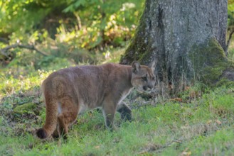 A male cougar (Puma concolor) runs through tall grass in a forest. W USA, S Canada, Central and