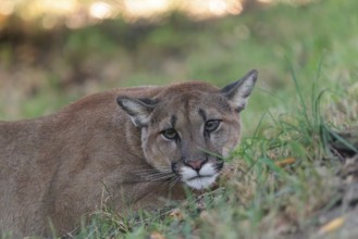 A male cougar (Puma concolor) crouches in tall grass in a forest. Western USA, southern Canada,