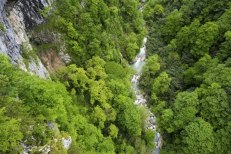 Small river flows through a lush green forest valley, Okatse River in Okatse Gorge, Canyon, Imereti