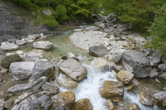 Clear stream flows through a rocky landscape surrounded by green trees, Okatse River, Imereti