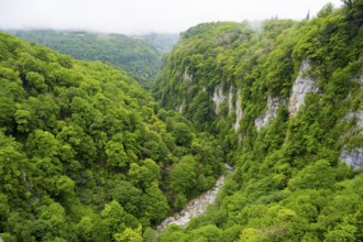Dense forest gorge with steep cliffs and green valley, Okatse river in Okatse gorge, canyon,