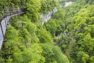 Metal walkway in a forest gorge with lush green trees, Okatse gorge, canyon, Imereti region,