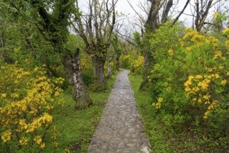 Stone path leads through a garden with yellow flowers and trees, path to Okatse gorge, canyon,