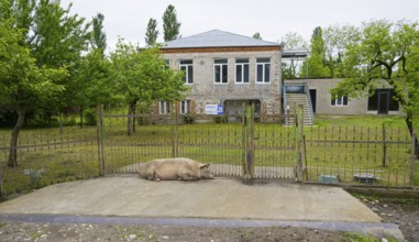 Big house with garden, a pig lying in front of the fence, Imereti region, Imereti, Georgia