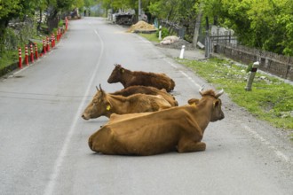 Three cows lie in a relaxed atmosphere on a quiet country road, Imereti region, Imereti, Georgia