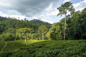 Tea plantation on hills between tropical rainforest, Amani Nature Forest Reserve, Eastern Usambara