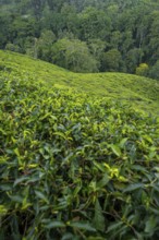 Tea plantation on hills between tropical rainforest, Amani Nature Forest Reserve, Eastern Usambara