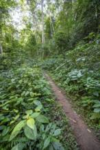 Hiking trail through dense vegetation in tropical rainforest, Amani Nature Forest Reserve, Tanga,