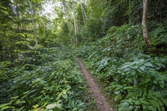 Hiking trail through dense vegetation in tropical rainforest, Amani Nature Forest Reserve, Tanga,