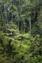 Tree ferns among dense vegetation in tropical rainforest, Amani Nature Forest Reserve, Tanga,