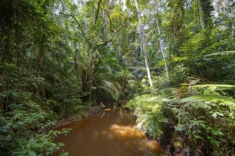 Small river between dense vegetation in Amani Nature Reserve, tropical rainforest, Amani Nature