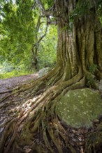 The roots of a fig tree surround a rock, tropical rainforest, Amani Nature Forest Reserve, Tanga,