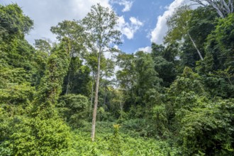 Dense vegetation in tropical rainforest, Amani Nature Forest Reserve, Tanga, Tanzania
