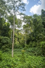Dense vegetation in tropical rainforest, Amani Nature Forest Reserve, Tanga, Tanzania