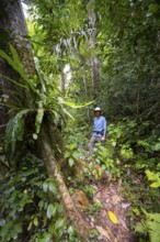 Young man walking trail in dense vegetation, tropical rainforest, Amani Nature Forest Reserve,