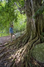 Young man admires the roots of a fig tree in the tropical rainforest, Amani Nature Forest Reserve,