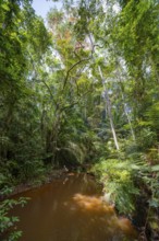 Small river between dense vegetation in Amani Nature Reserve, tropical rainforest, Amani Nature