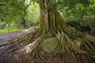 The roots of a fig tree surround a rock, tropical rainforest, Amani Nature Forest Reserve, Tanga,