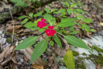 Flower with red blossom (Impatiens usambarensis), in the rainforest, Amani Nature Forest Reserve,